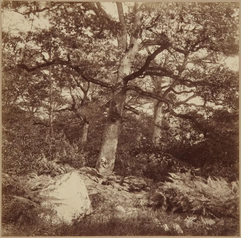 Forest of Fontainebleau