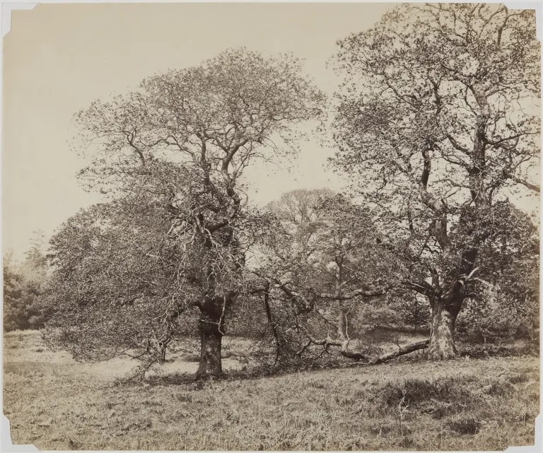 Trees