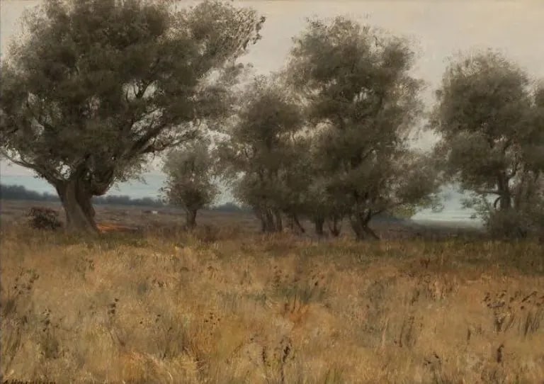 Olive Trees