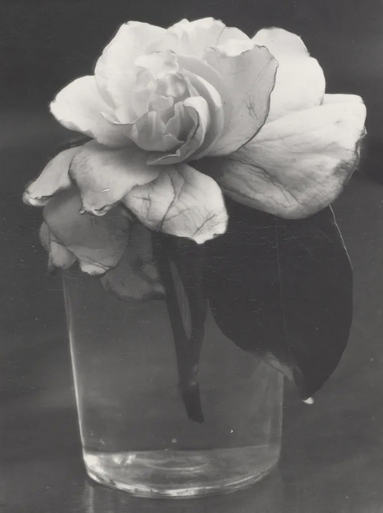 Camelia in Water