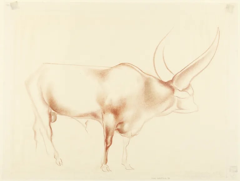 Water Buffalo