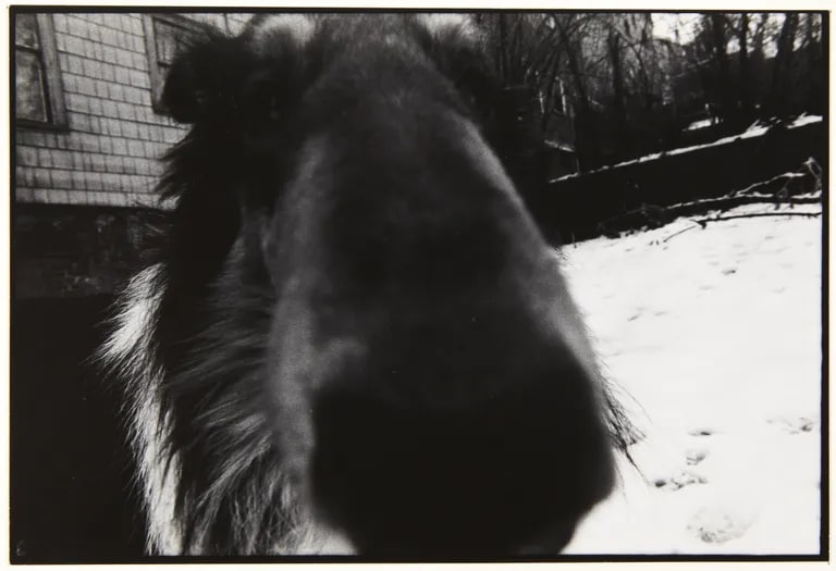 Wolfie in the backyard