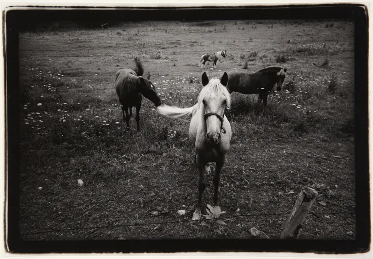 Horses