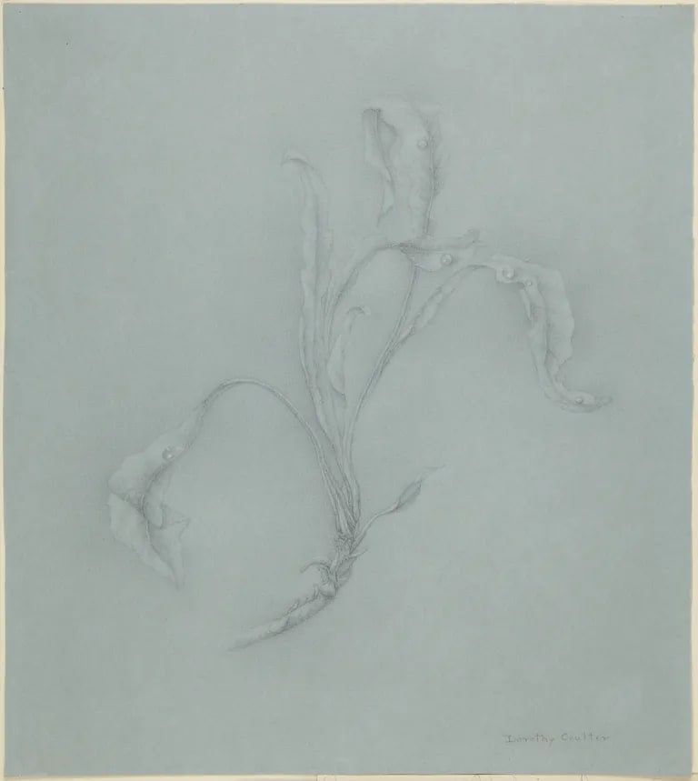 Leaves and Raindrops