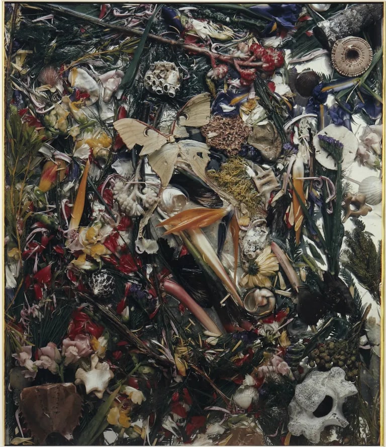 Draco, 1981