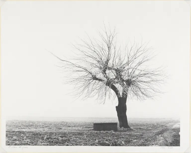 The Tree of the Well (L'albero del pozzo)