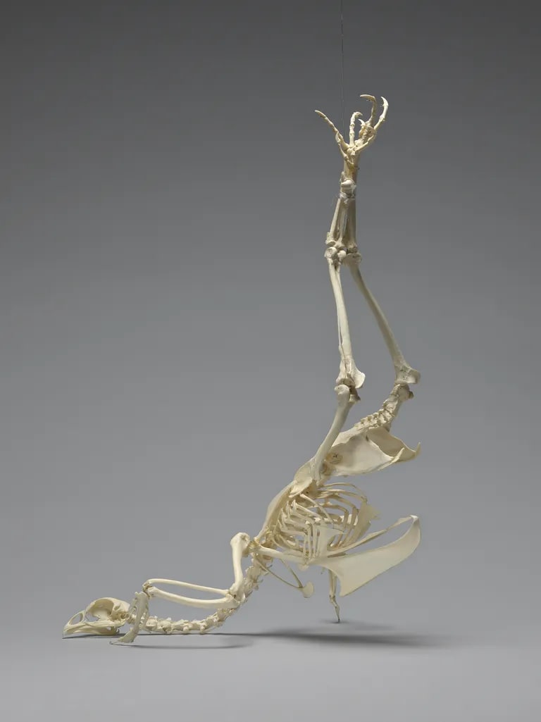 Wishbone