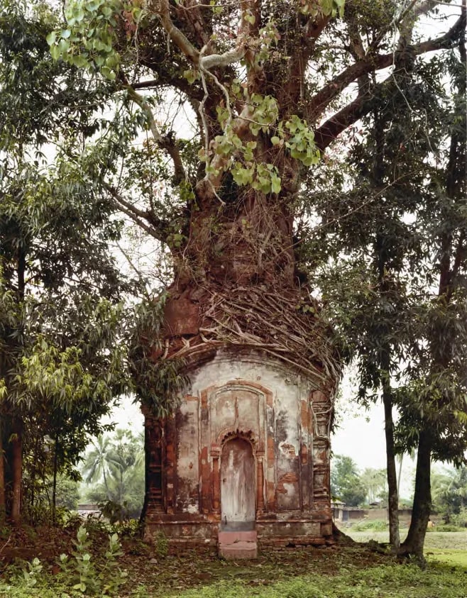 Banyan Tree and Sixteenth-Century Terracotta Temple, Attpur, West Bengal, India