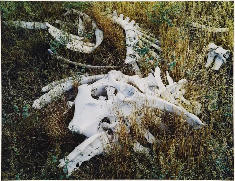 Cow Skeleton, Oregon