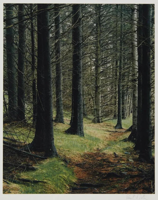 Path in Woods, Great Spruce Head Island, Maine