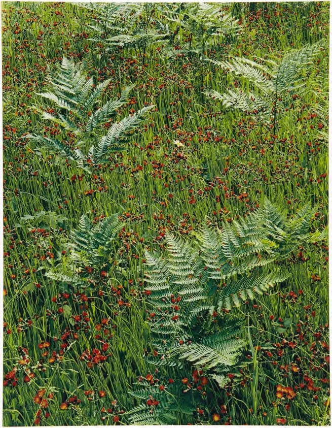 Hawkweed and Bracken, Michigan