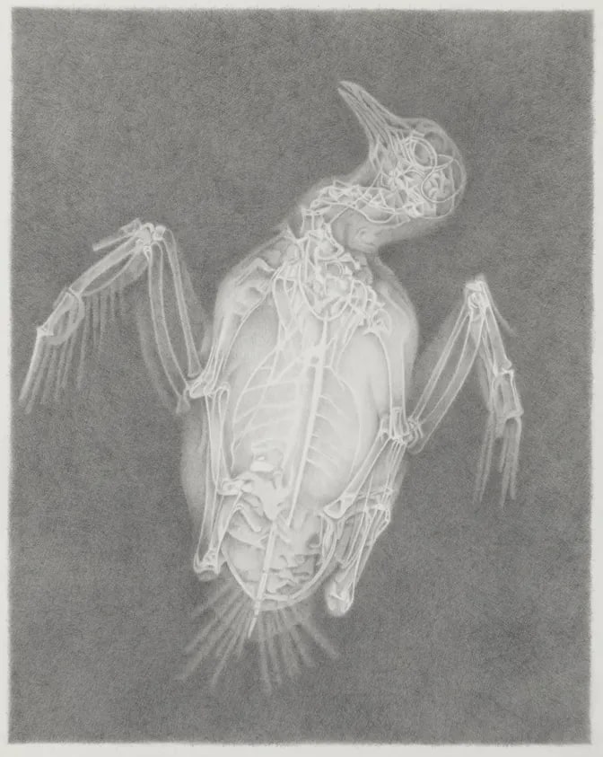 Dove (X-Ray)