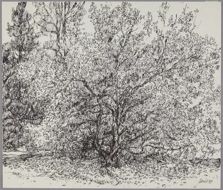 Tree, Greenhouse Drive, Princeton