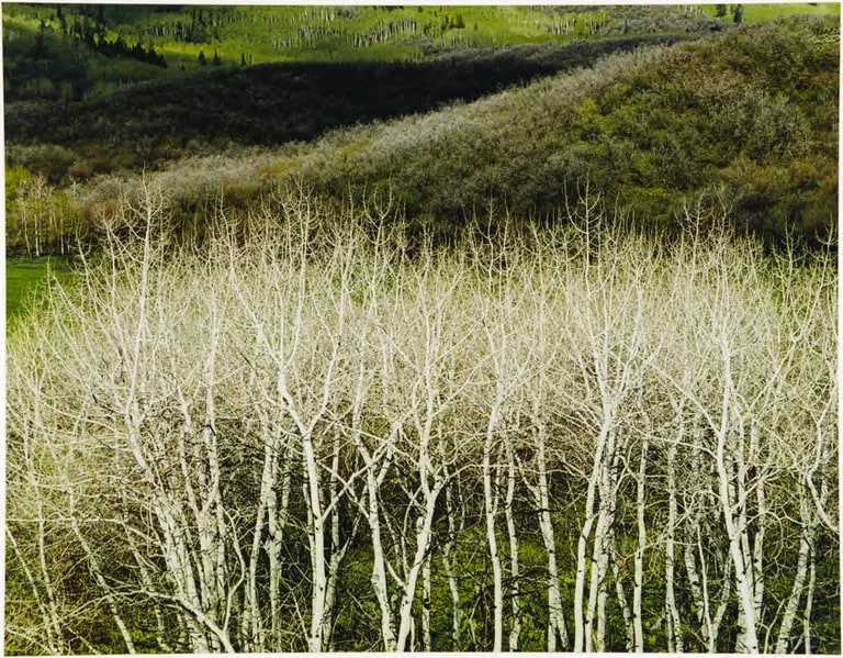 Aspens in the Spring, Colorado
