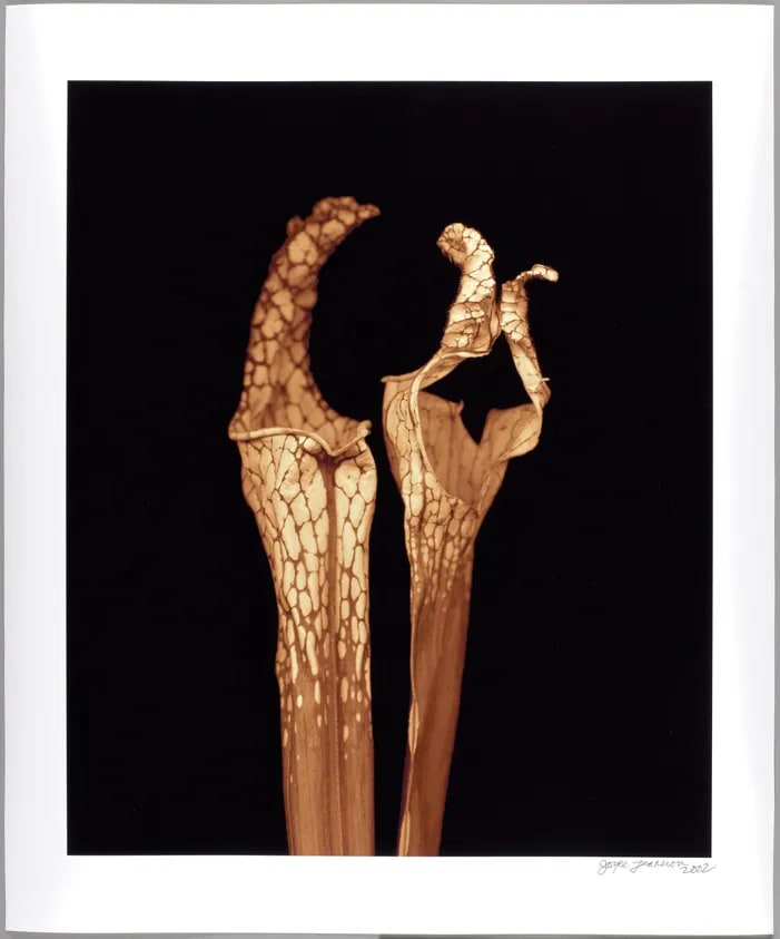 Sarracenia from Flower Portraits: Life Cycle of Beauty