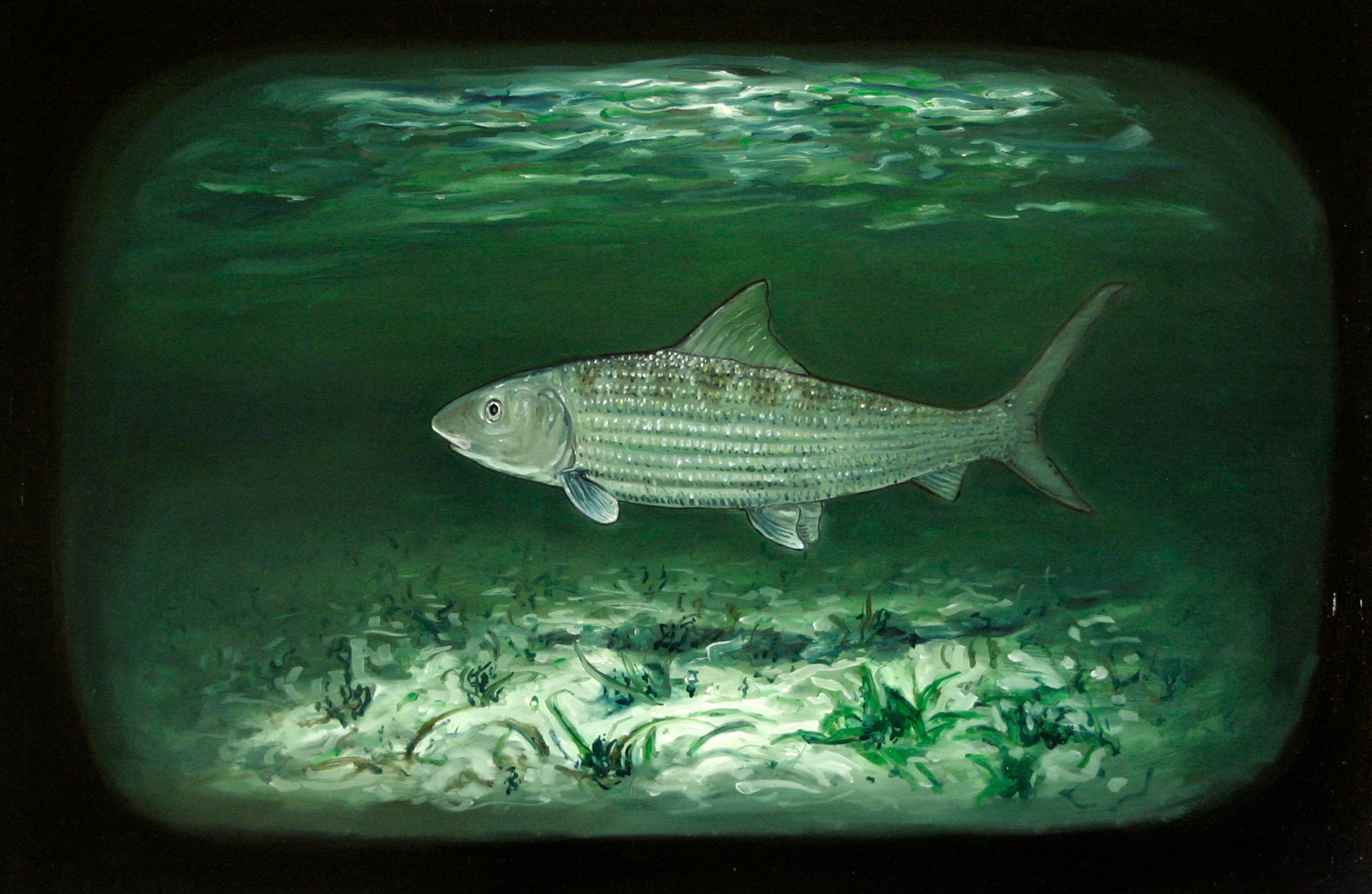 Biological Regionalism: Bonefish, Jardines de la Reina, Cuba