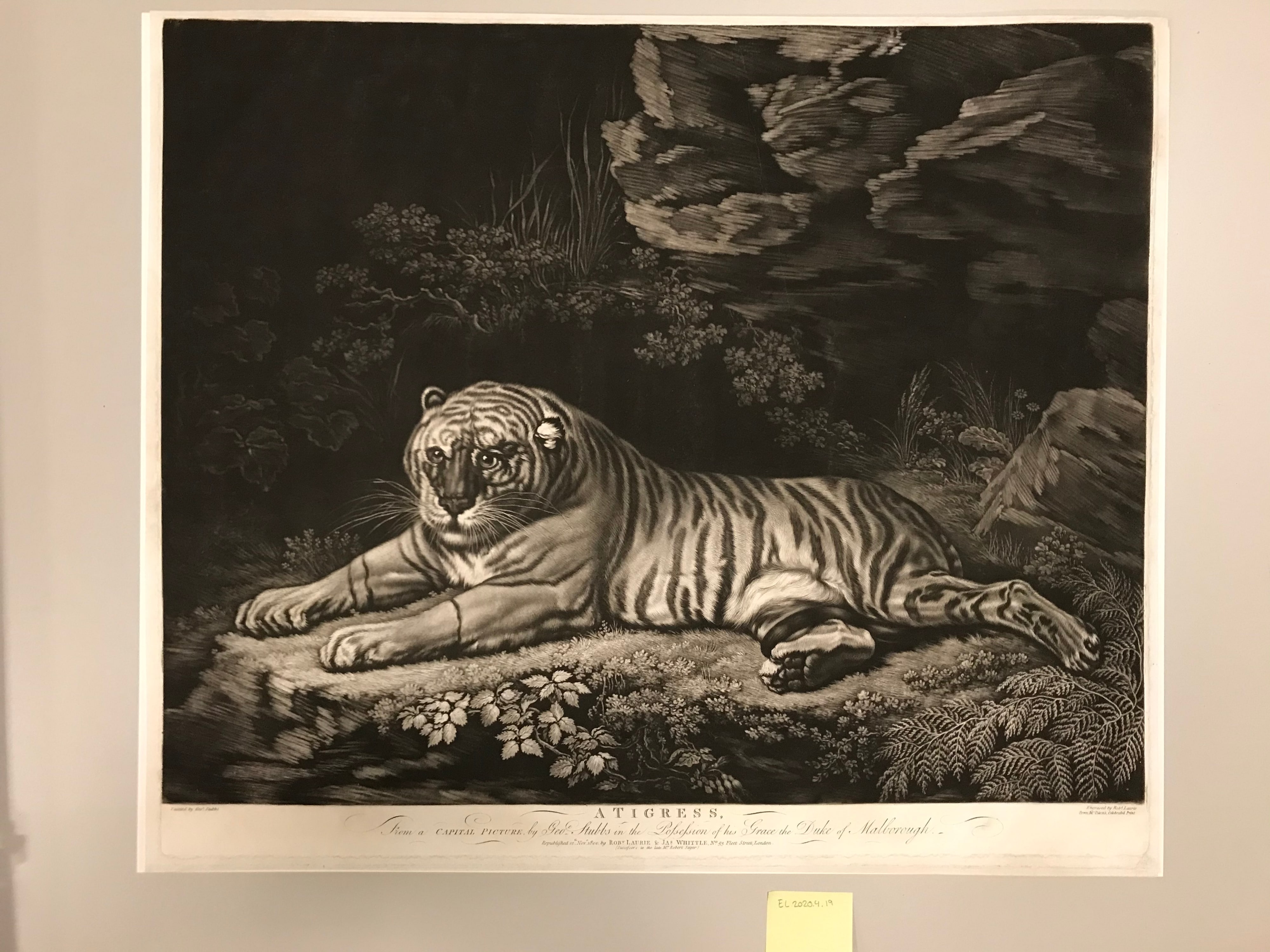 A Tigress
