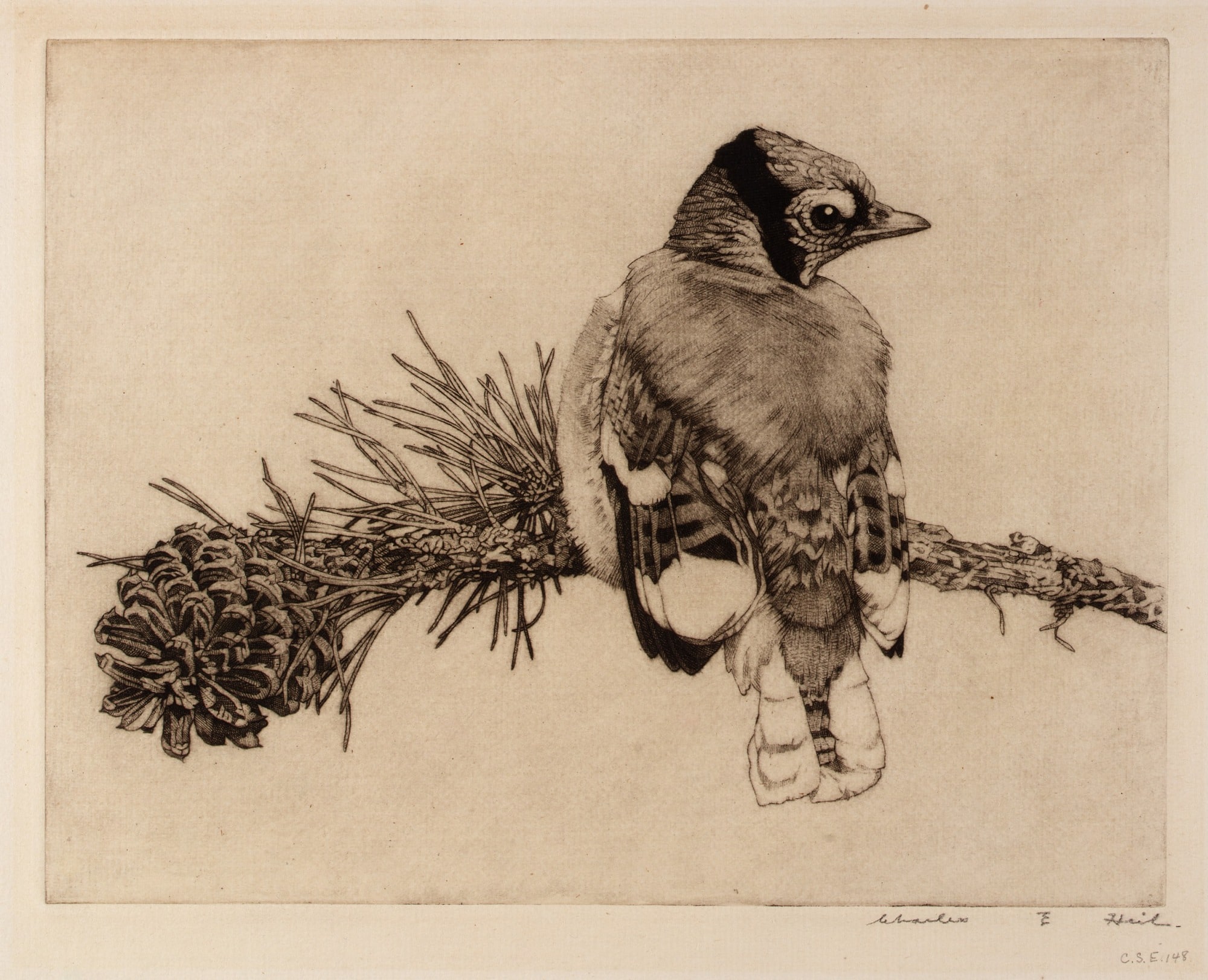 Young Bluejay