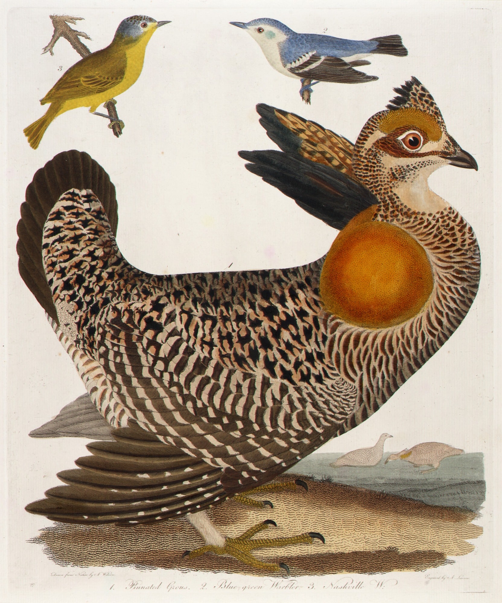 1. Pinnated Grous. 2. Blue-Green Warbler. 3. Nashville W., from the book, American Ornithology