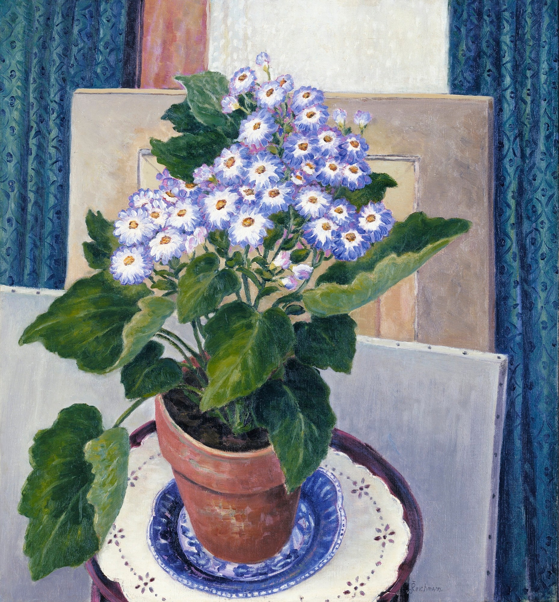 Cineraria