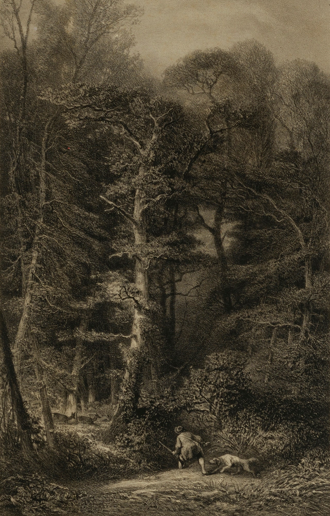 Interieur de Forêt