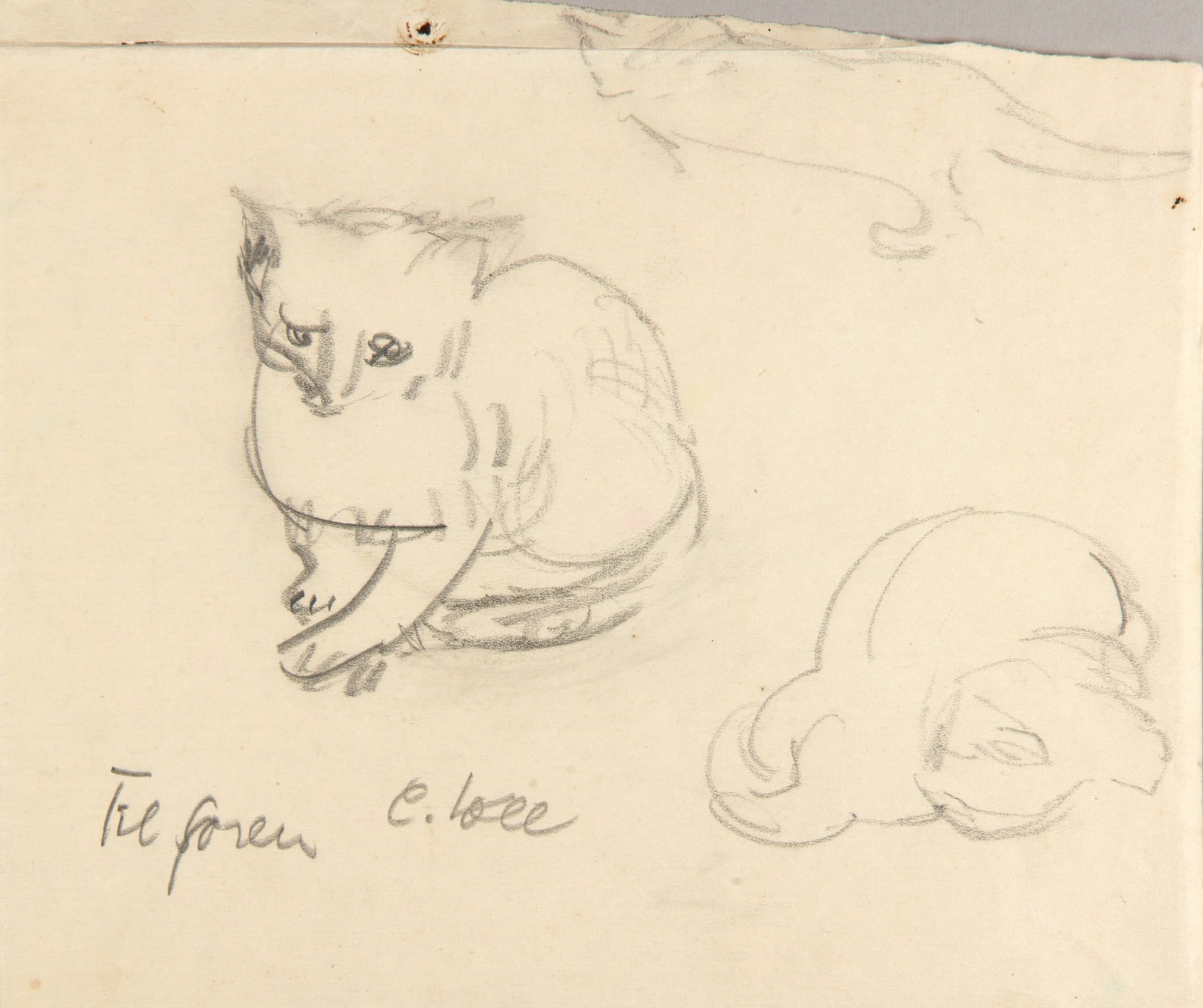 Cats