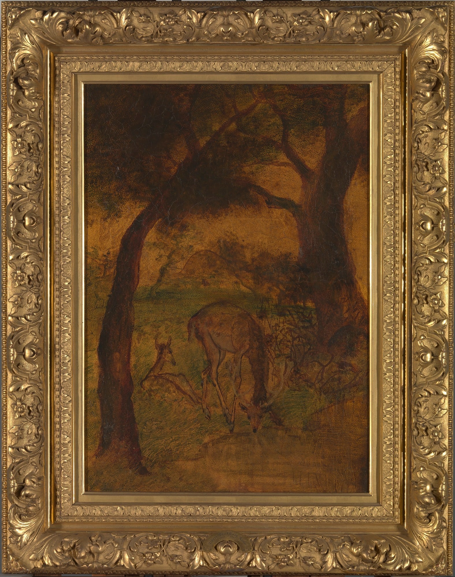A Stag Drinking