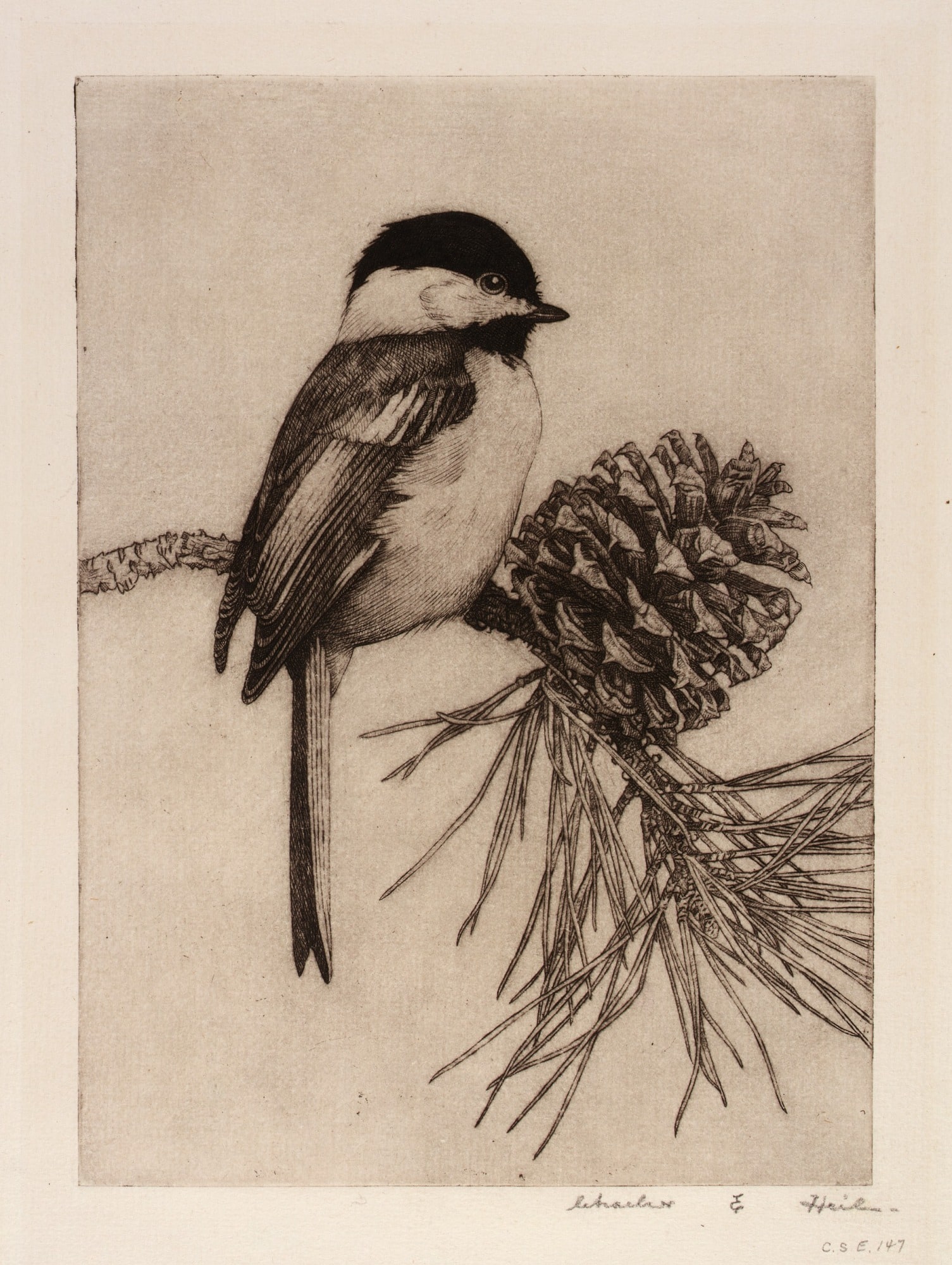 Chickadee no. 1