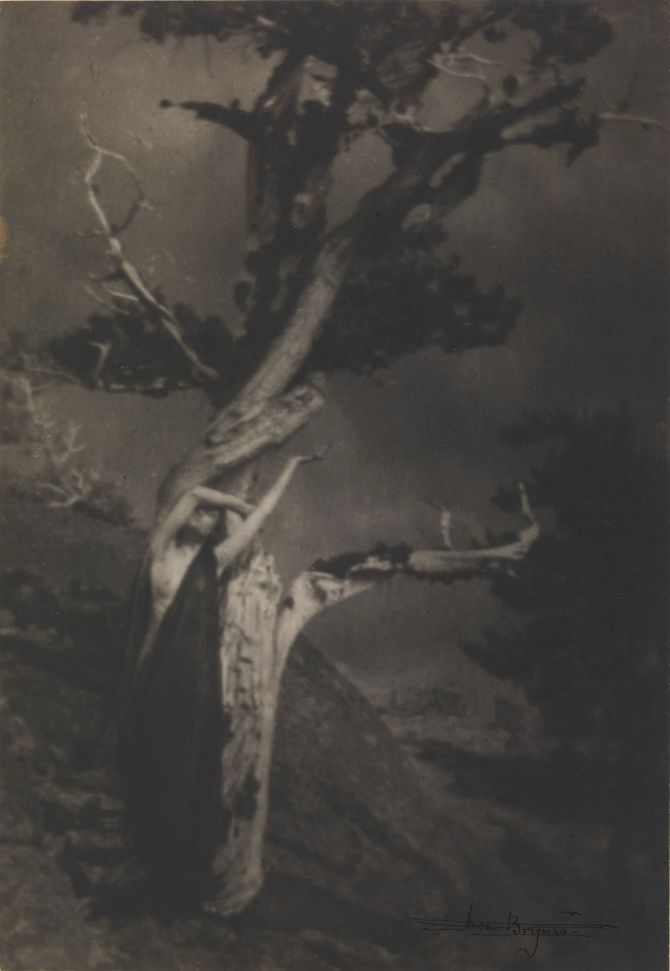 The Dying Cedar