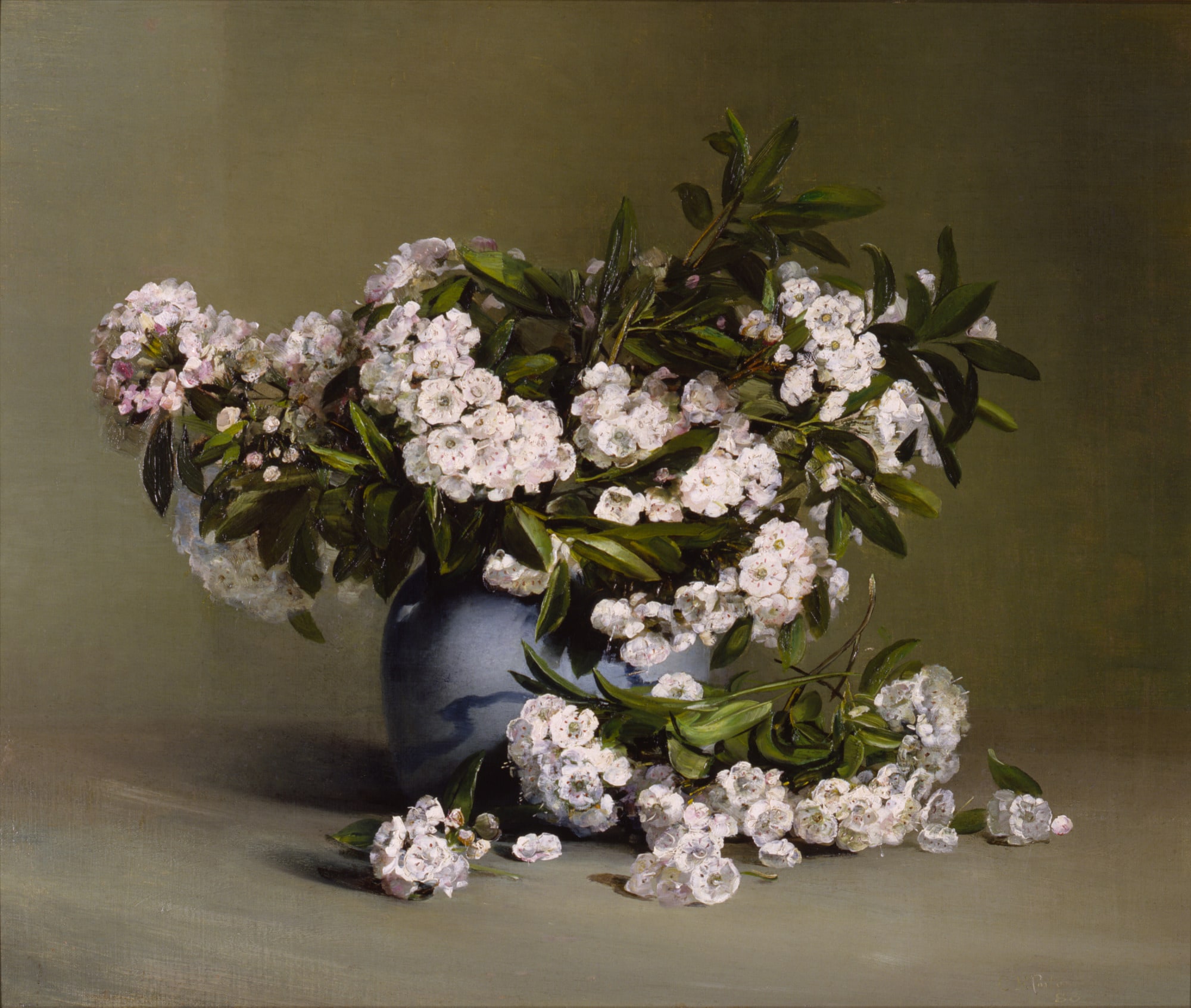 Mountain Laurel