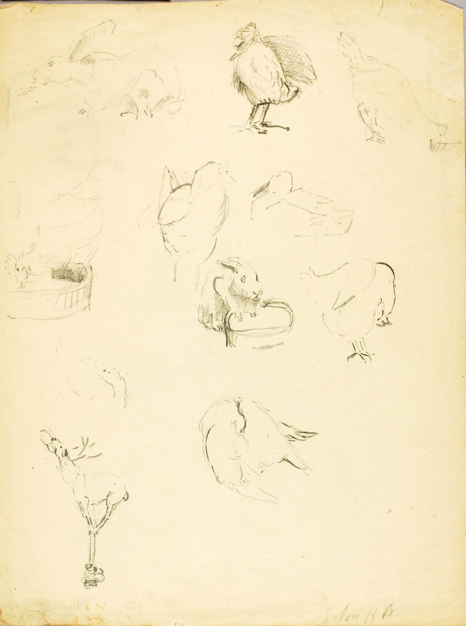 Animal Studies