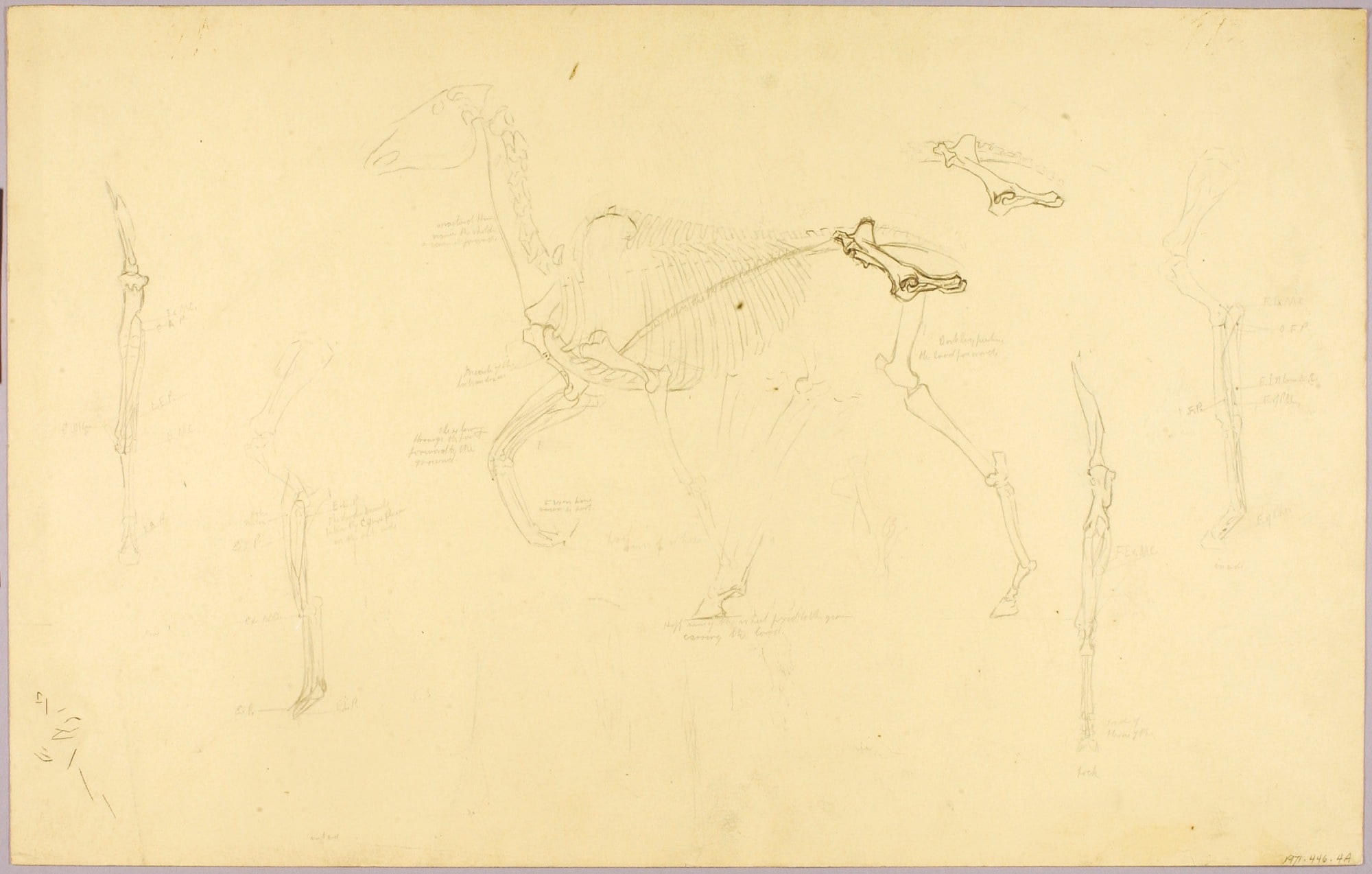 Horse Anatomy, Human Anatomy