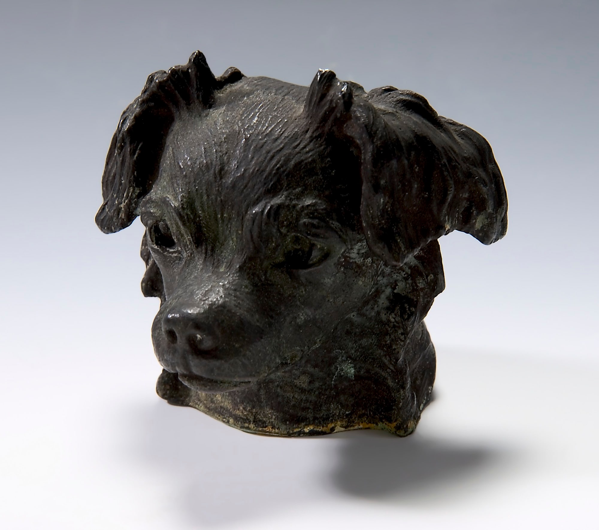 Head of Dog