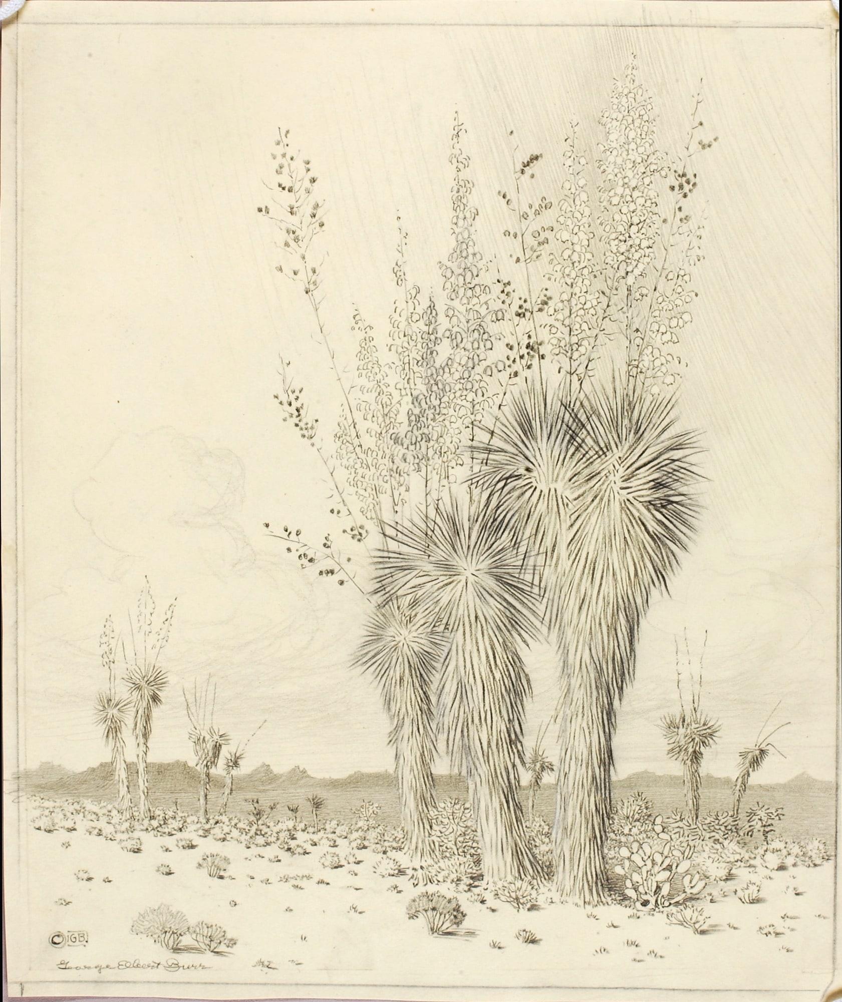 Untitled (transfer drawing for Springtime, Paradise Valley Arizona)
