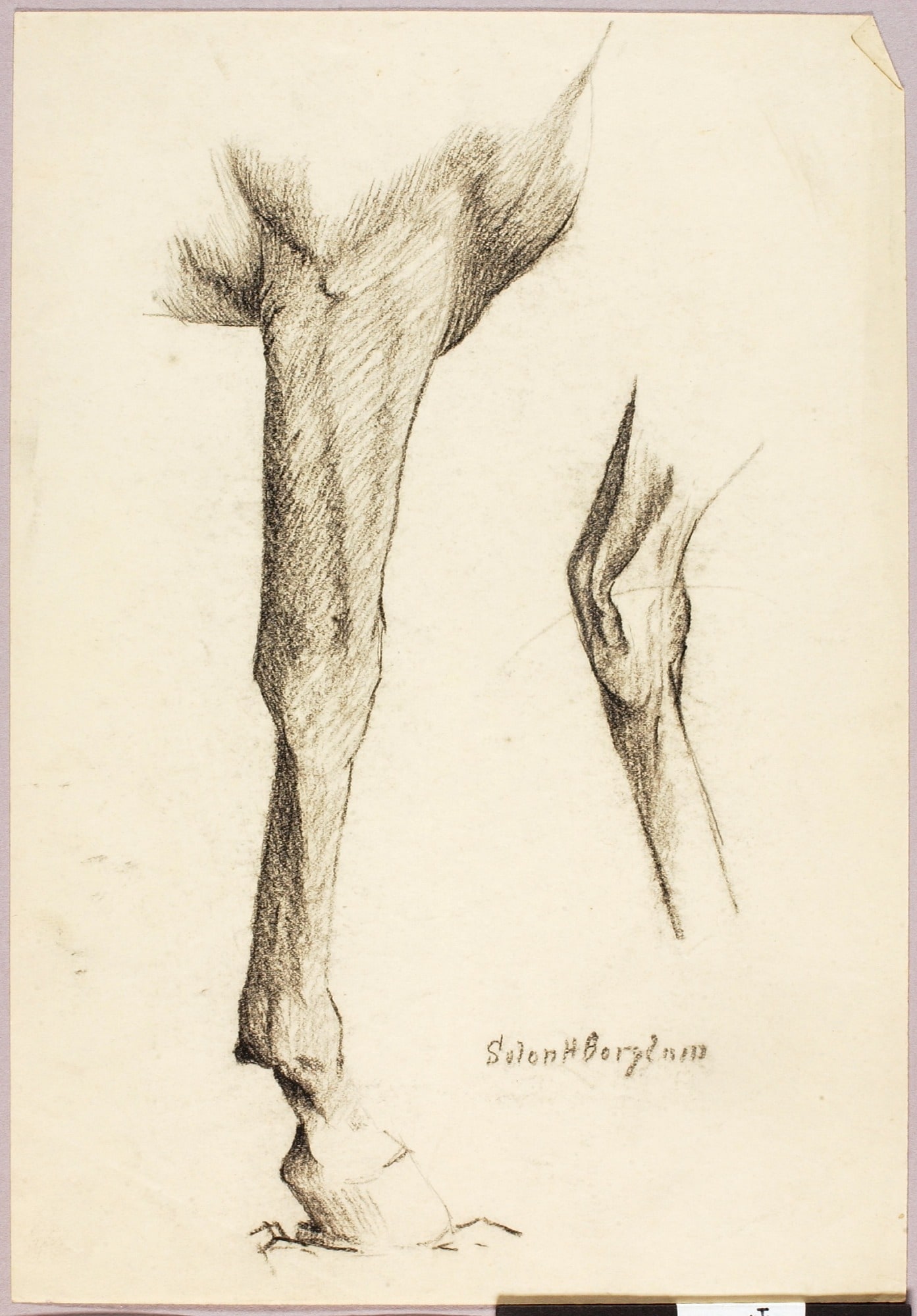 Horse Study
