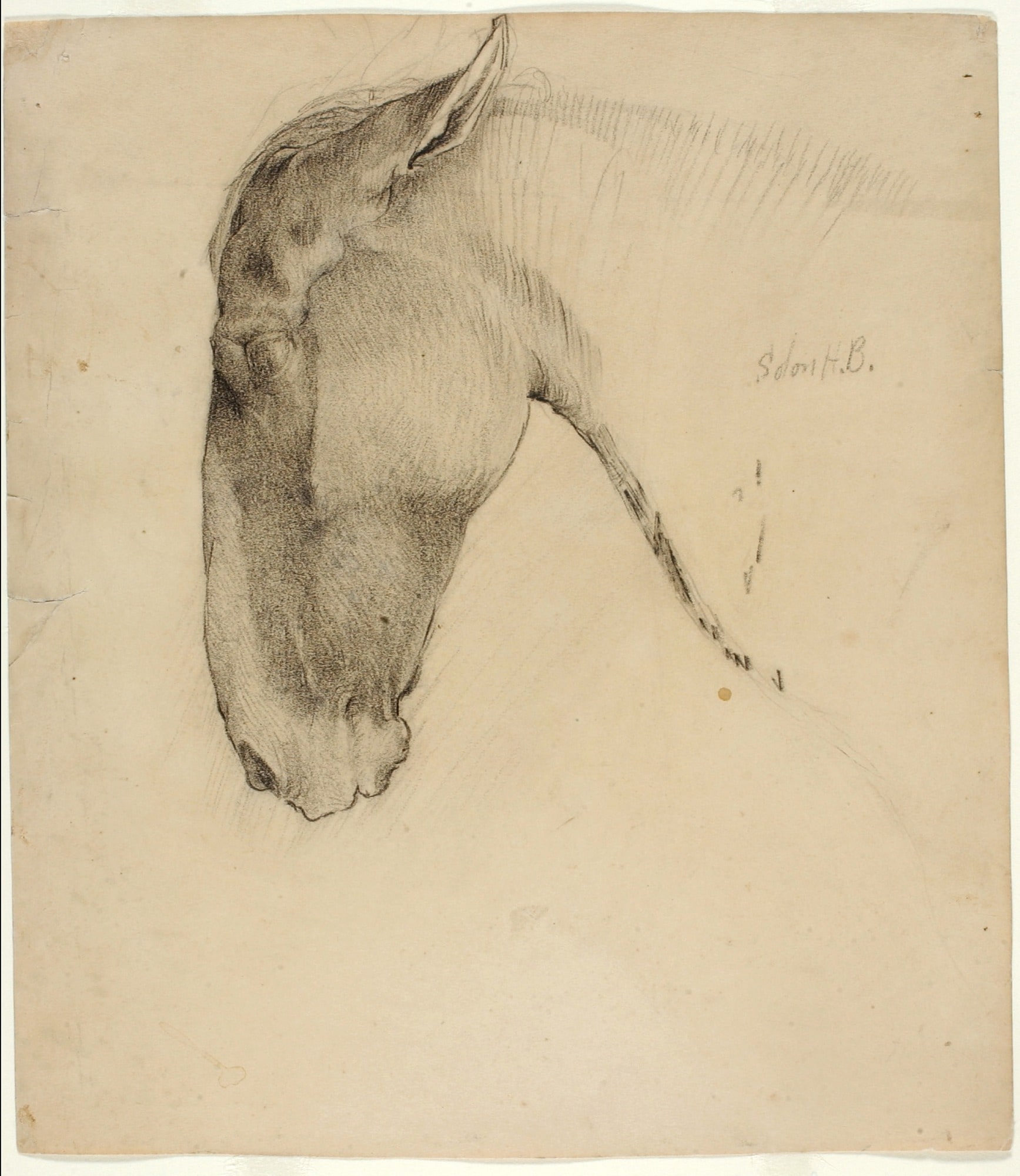 Horse's Head