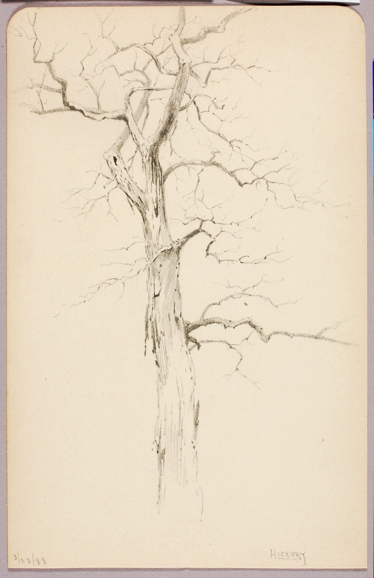 Hickory