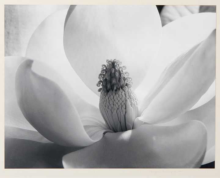 Magnolia Blossoms