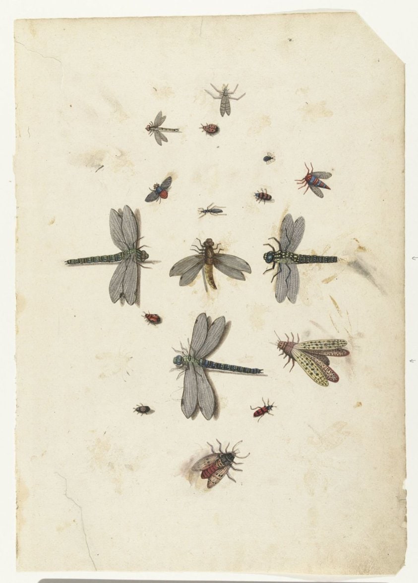 Dragonflies and flying Insects