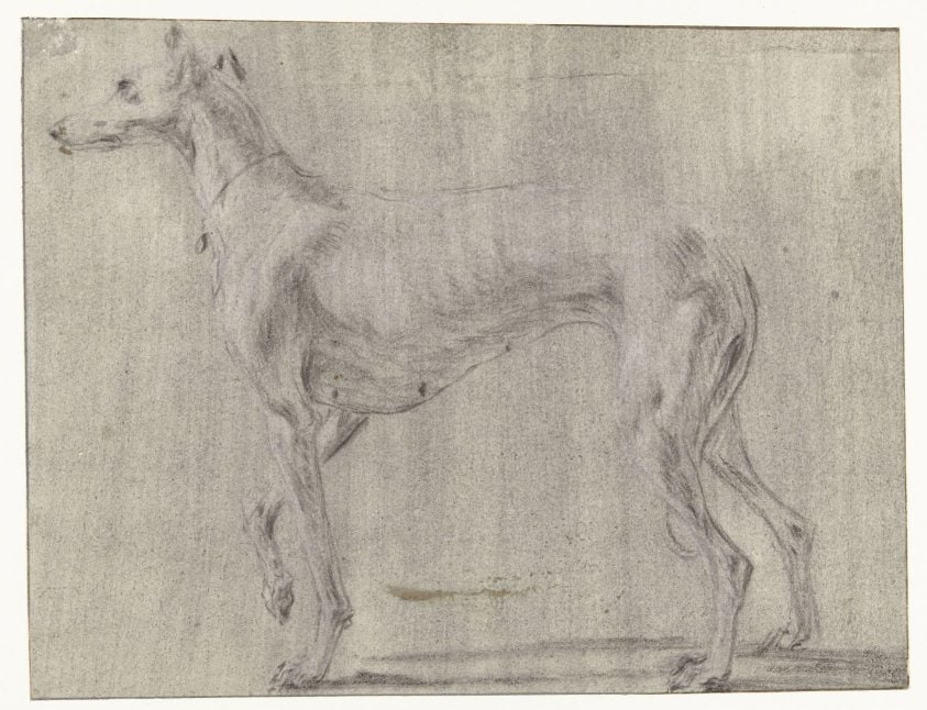 Een staande hond, van opzij gezien