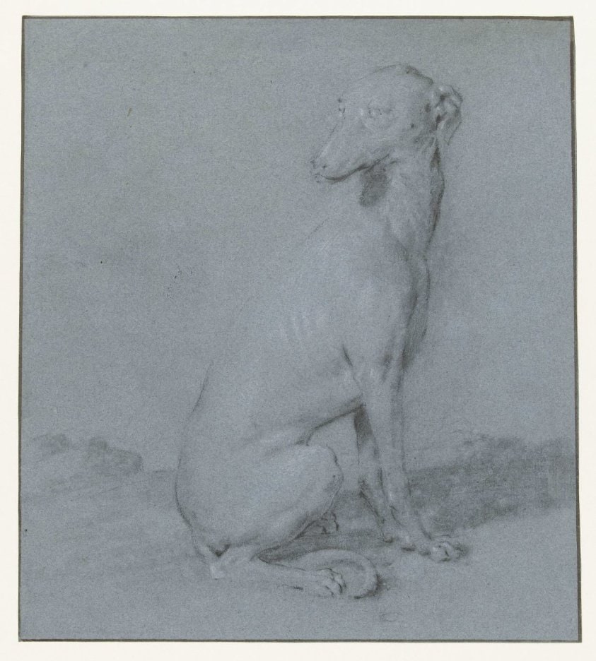 Een zittende hond, van opzij gezien