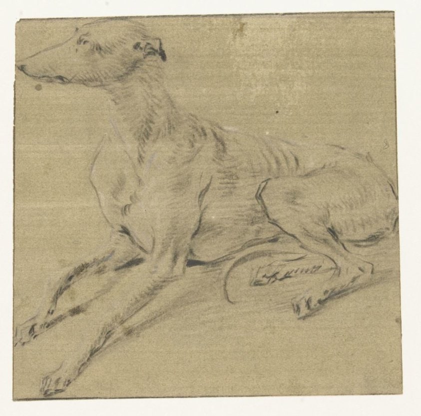 Een liggende hond, van opzij gezien