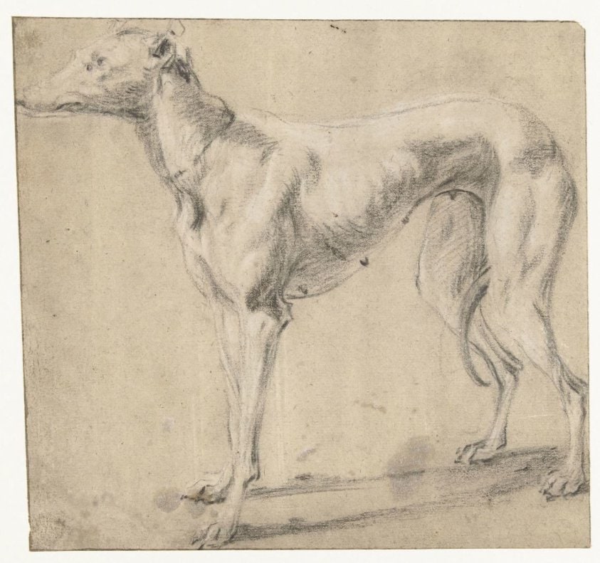 Een staande hond, van opzij gezien