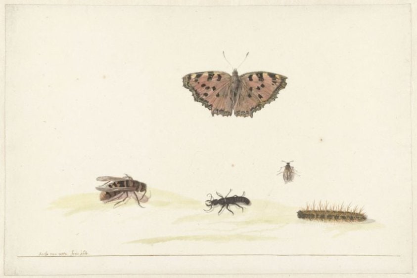 Studieblad met verschillende insecten