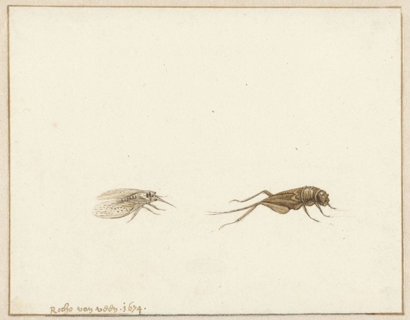 Twee insecten