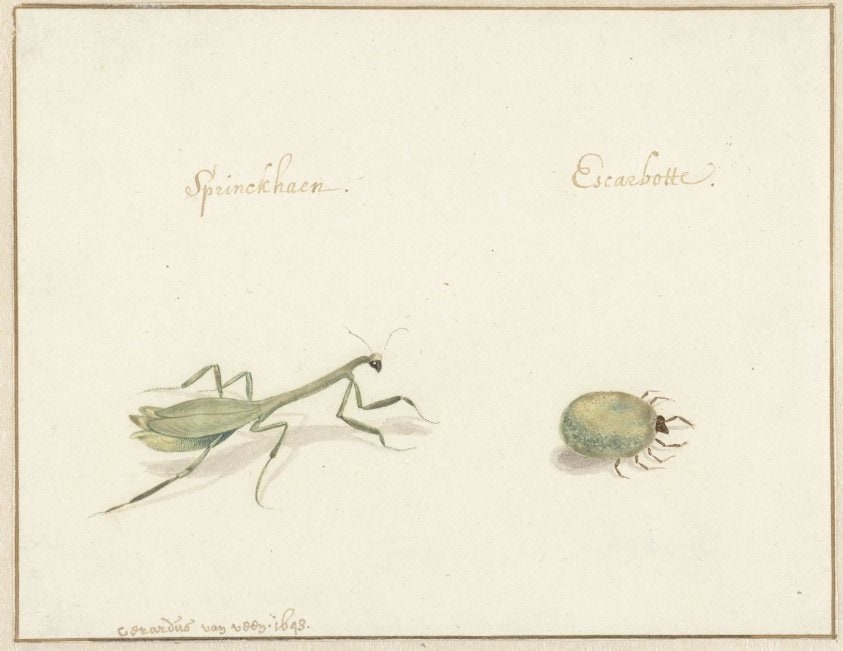 Twee insecten