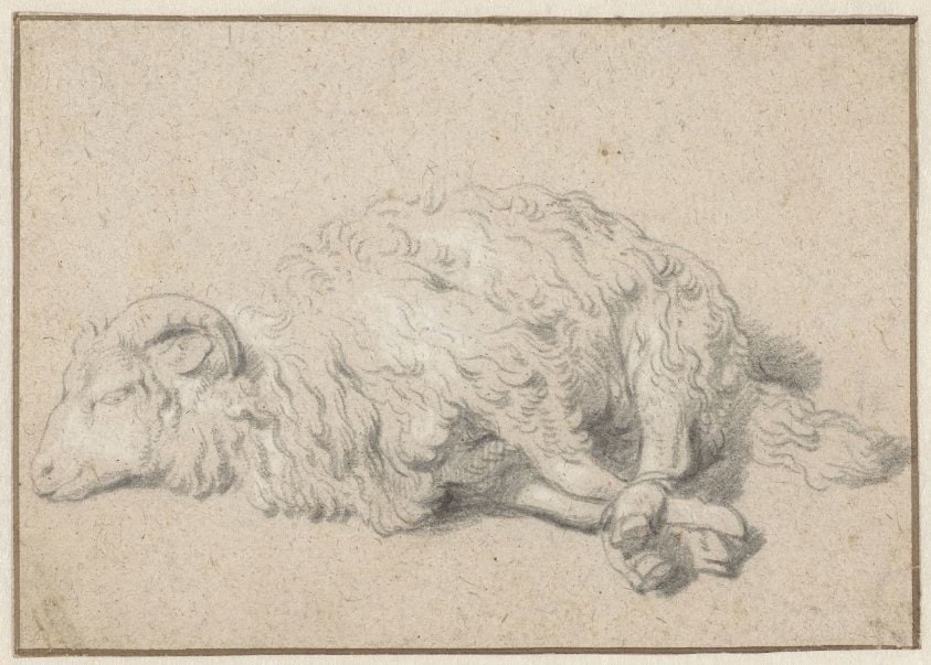 Liggend schaap met vastgebonden poten