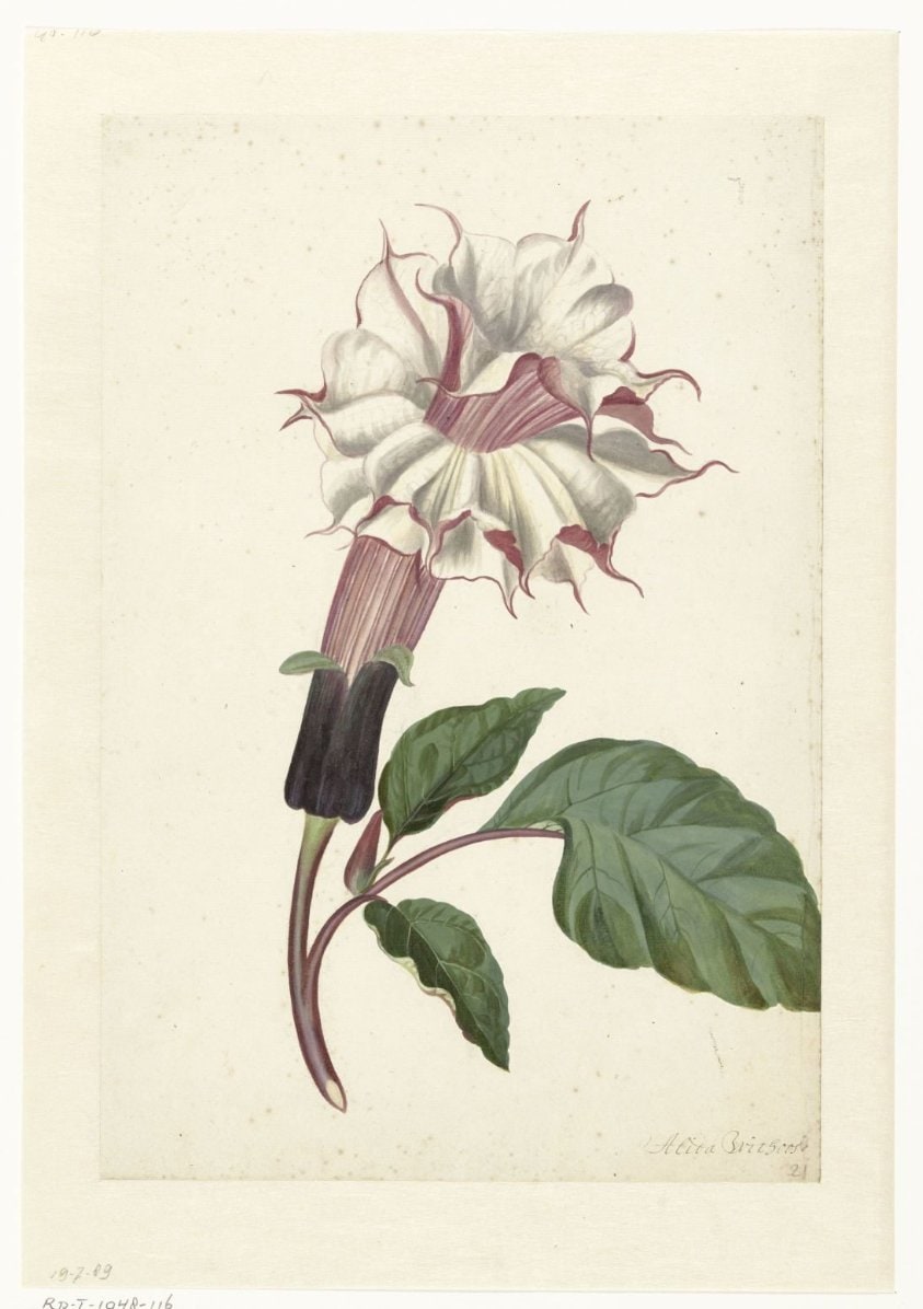Indian Thornapple (Datura metel)