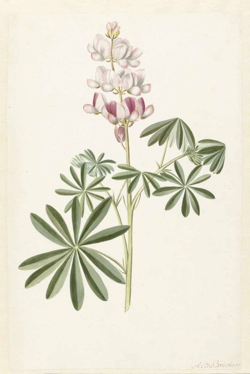 Narrow-leaved Lupin (Lupinus angustifolius)