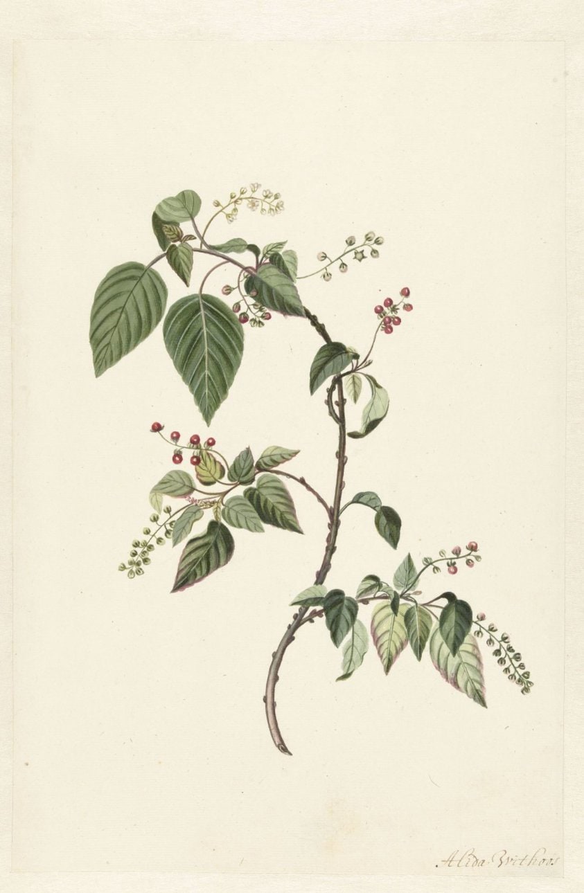 Nandina